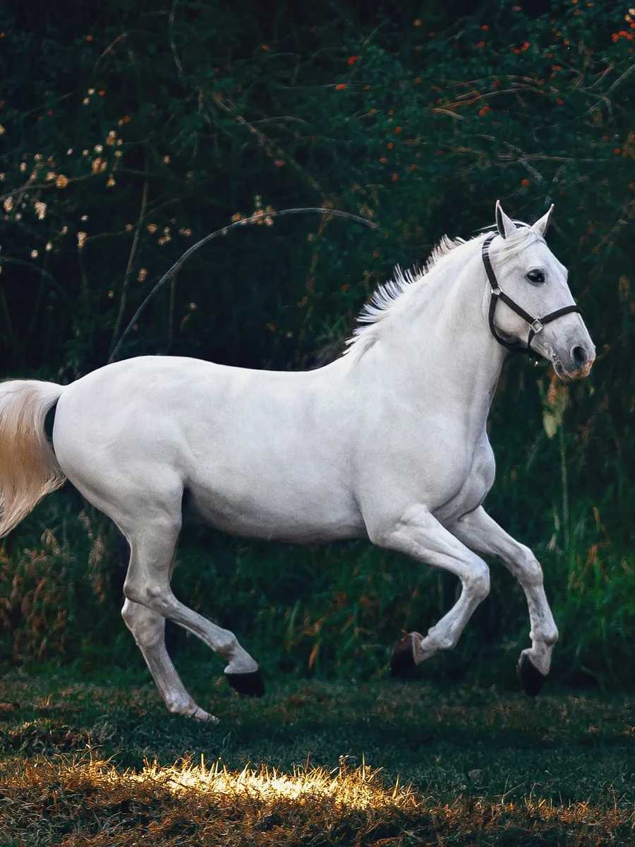 Equine