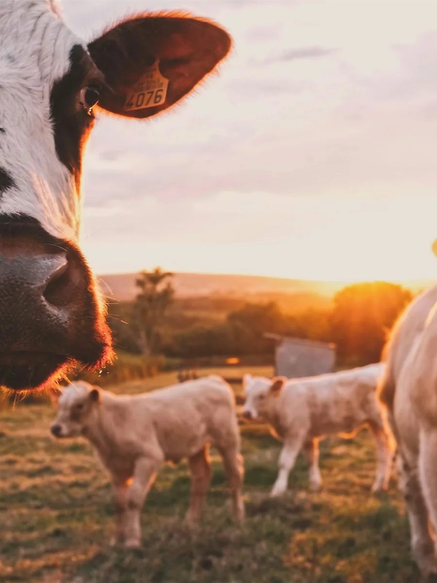 Livestock