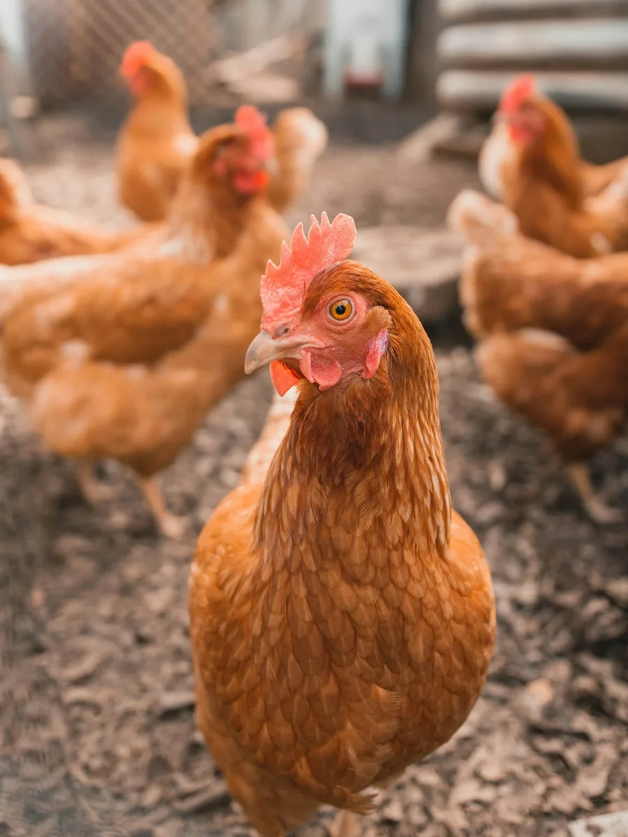 Poultry