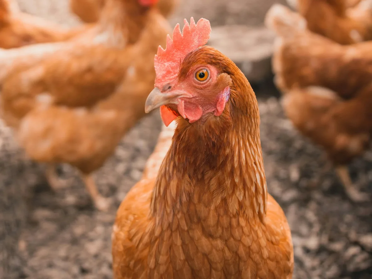 Veterinary pharmaceutical manufacturing and animal health